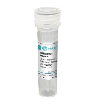 核糖核酸酶H（RNase H）