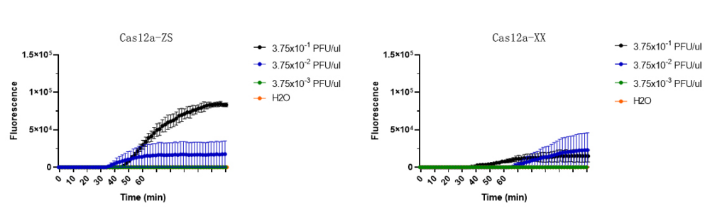重组CRISPR-Cas12a蛋白