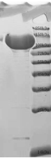 重组CRISPR-Cas12a蛋白